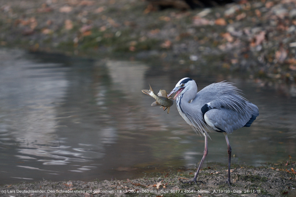 Graureiher beim Fischen