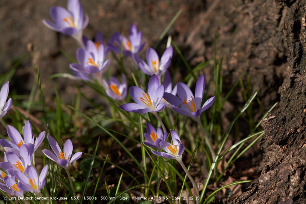 Krokus